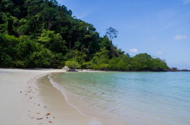 Tayland 'ın Surin Adası' ndaki sahil boyunca tropik mangrov ormanı