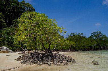 Tayland 'ın Surin Adası' ndaki sahil boyunca tropik mangrov ormanı