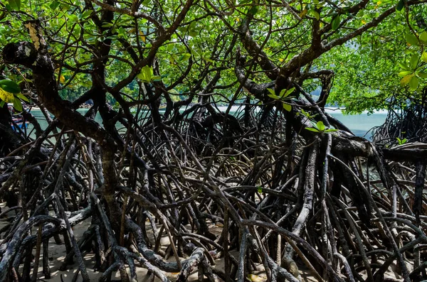 Tayland Surin Adası Ndaki Sahil Boyunca Tropik Mangrov Ormanı — Stok fotoğraf