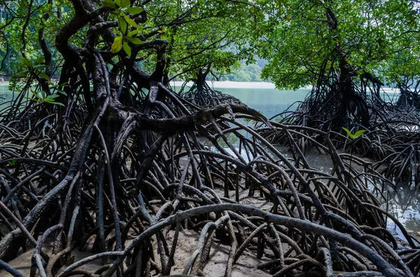 Bosque Tropical Manglares Largo Costa Surin Island Tailandia —  Fotos de Stock