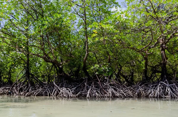 Tayland Surin Adası Ndaki Sahil Boyunca Tropik Mangrov Ormanı — Stok fotoğraf