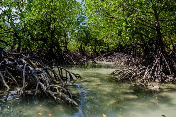 Bosque Tropical Manglares Largo Costa Surin Island Tailandia — Foto de Stock