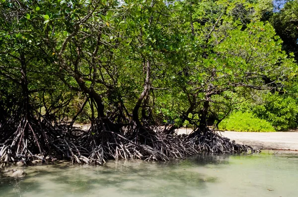 Tropisk Mangroveskog Längs Kusten Surin Island Thailand — Stockfoto