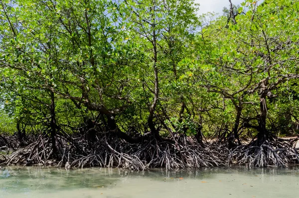 Tayland Surin Adası Ndaki Sahil Boyunca Tropik Mangrov Ormanı — Stok fotoğraf