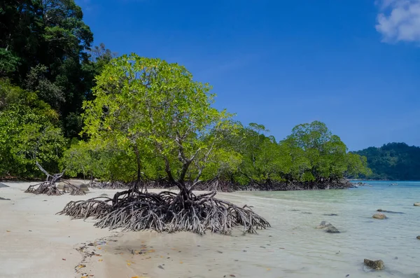 Forêt Tropicale Mangroves Long Côte Surin Island Thaïlande — Photo