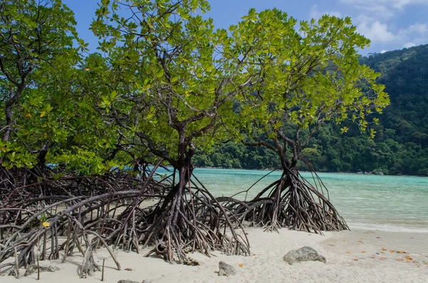 Tropischer Mangrovenwald Der Küste Von Surin Island Thailand — Stockfoto