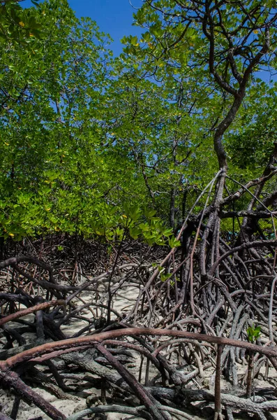 Floresta Mangue Tropical Longo Costa Ilha Surin Tailândia — Fotografia de Stock