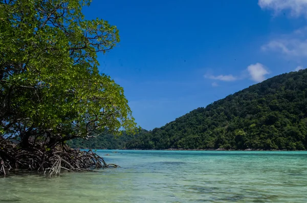 Tropischer Mangrovenwald Der Küste Von Surin Island Thailand — Stockfoto