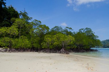 Tayland 'ın Surin Adası' ndaki sahil boyunca tropik mangrov ormanı