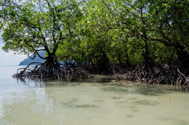 Tayland 'ın Surin Adası' ndaki sahil boyunca tropik mangrov ormanı