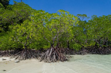Tayland 'ın Surin Adası' ndaki sahil boyunca tropik mangrov ormanı