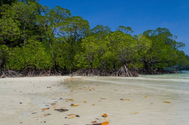 Tayland 'ın Surin Adası' ndaki sahil boyunca tropik mangrov ormanı