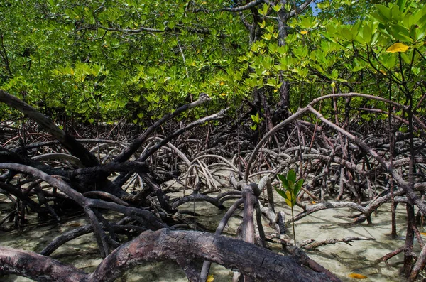 Bosque Tropical Manglares Largo Costa Surin Island Tailandia — Foto de Stock