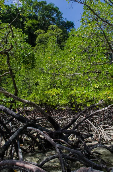 Tropisk Mangroveskog Längs Kusten Surin Island Thailand — Stockfoto