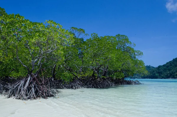 Tropischer Mangrovenwald Der Küste Von Surin Island Thailand — Stockfoto