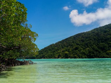 Surin Adası, Phangnga, Tayland 'daki tropik mangrov ormanları