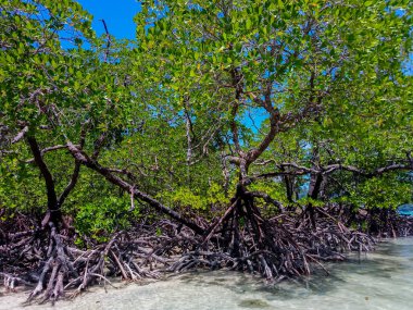 Surin Adası, Phangnga, Tayland 'daki tropik mangrov ormanları