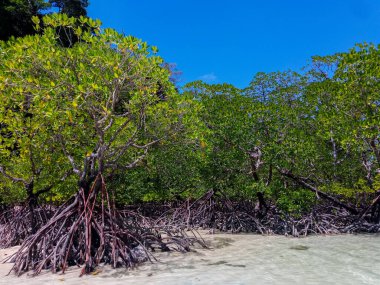 Surin Adası, Phangnga, Tayland 'daki tropik mangrov ormanları