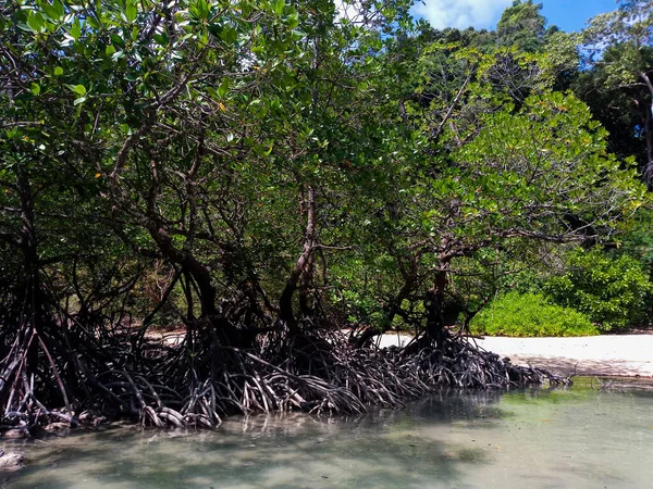 タイのパンガー島 スリン島の海岸沿いの熱帯マングローブ林 — ストック写真