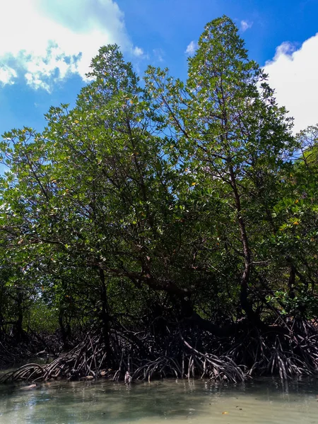 Tropisk Mangroveskog Längs Kusten Surin Island Phangnga Thailand — Stockfoto