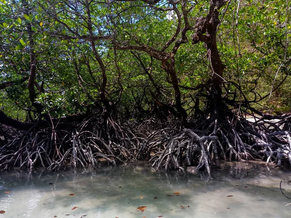 Tropikalny Las Namorzynowy Wzdłuż Wybrzeża Wyspy Surin Phangnga Tajlandia — Zdjęcie stockowe