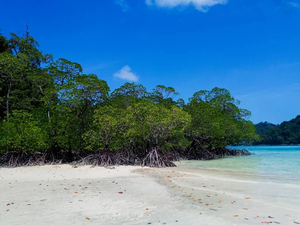 Tropikalny Las Namorzynowy Wzdłuż Wybrzeża Wyspy Surin Phangnga Tajlandia — Zdjęcie stockowe