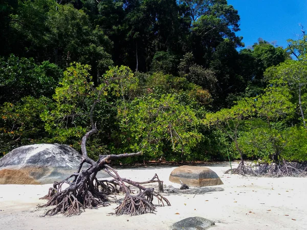 Surin Adası Phangnga Tayland Daki Tropik Mangrov Ormanları — Stok fotoğraf