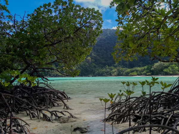 Tropischer Mangrovenwald Der Küste Von Surin Island Phangnga Thailand — Stockfoto