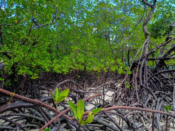 Bosque Tropical Manglares Largo Costa Surin Island Phangnga Tailandia — Foto de Stock