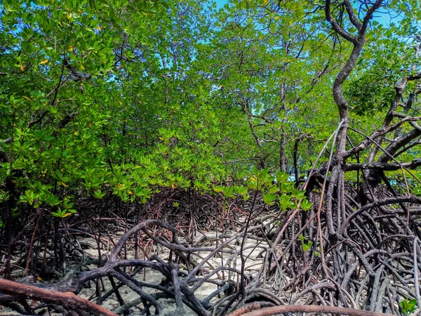 Floresta Mangue Tropical Longo Costa Ilha Surin Phangnga Tailândia — Fotografia de Stock