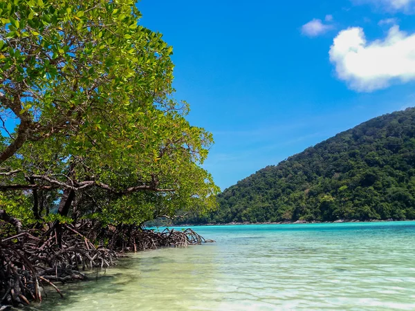 Bosque Tropical Manglares Largo Costa Surin Island Phangnga Tailandia — Foto de Stock