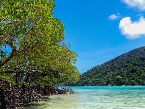 Foresta Tropicale Mangrovie Lungo Costa Nell Isola Surin Phangnga Thailandia — Foto Stock