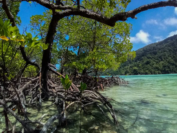 Tropischer Mangrovenwald Der Küste Von Surin Island Phangnga Thailand — Stockfoto