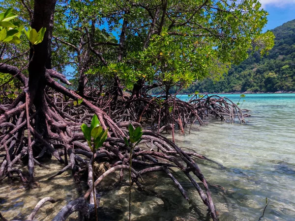 Tropischer Mangrovenwald Der Küste Von Surin Island Phangnga Thailand — Stockfoto