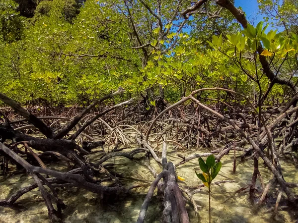 Floresta Mangue Tropical Longo Costa Ilha Surin Phangnga Tailândia — Fotografia de Stock