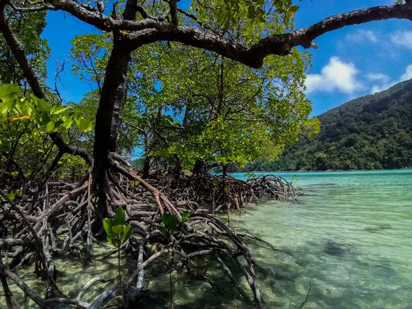 Tropischer Mangrovenwald Der Küste Von Surin Island Phangnga Thailand — Stockfoto