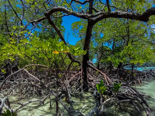 Bosque Tropical Manglares Largo Costa Surin Island Phangnga Tailandia — Foto de Stock