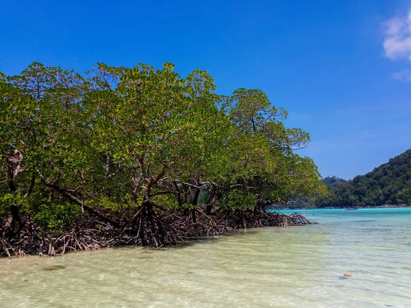 Tropischer Mangrovenwald Der Küste Von Surin Island Phangnga Thailand — Stockfoto