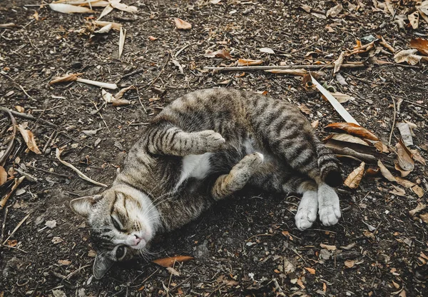 猫は夜明けに寝カメラを見て — ストック写真