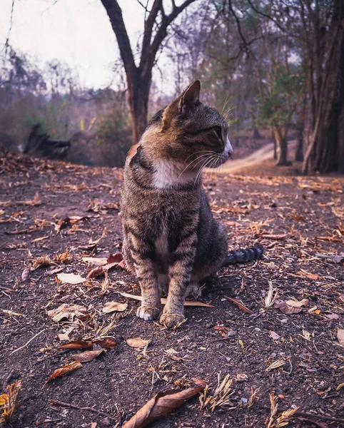 Gato Poniendo Amanecer Mirando Cámara —  Fotos de Stock