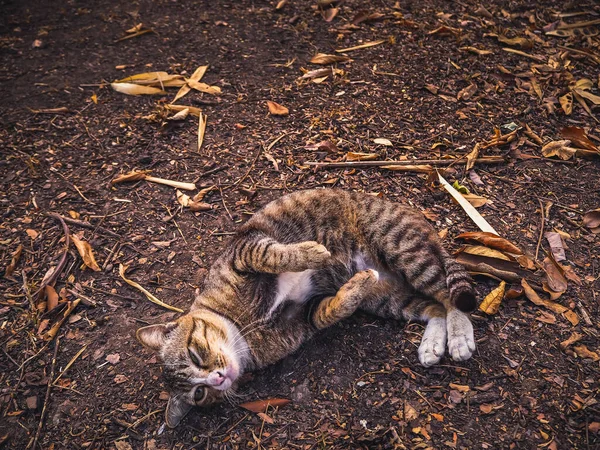 Kucing Berbaring Fajar Dan Melihat Kamera — Stok Foto