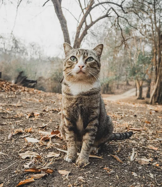 Gato Poniendo Amanecer Mirando Cámara —  Fotos de Stock