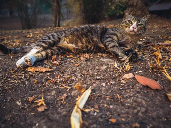Kot Układanie Świtu Patrząc Aparat — Zdjęcie stockowe