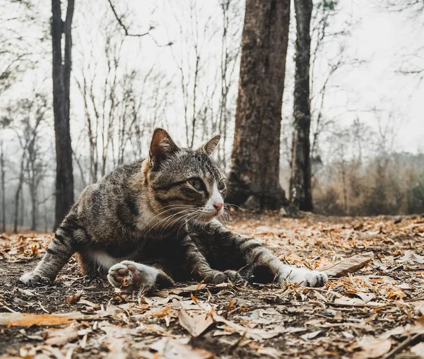 Katt Som Lägger Gryningen Och Tittar Kameran — Stockfoto