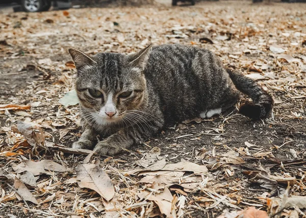 猫躺在黎明 看着相机 — 图库照片