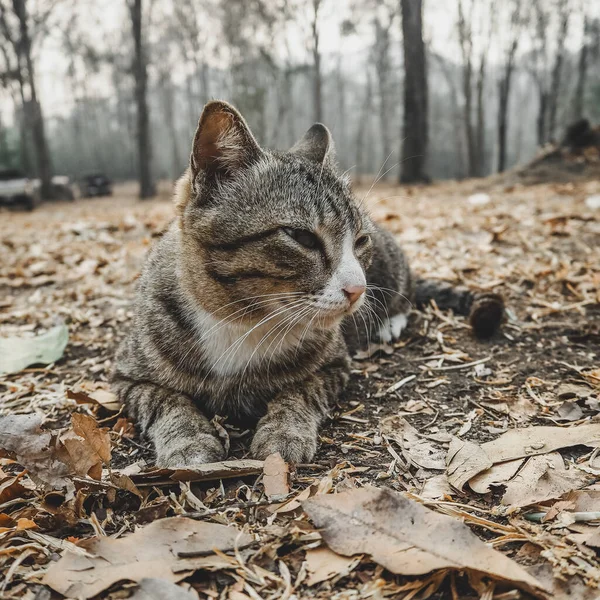 Cat Laying Dawn Looking Camera — Stock Photo, Image