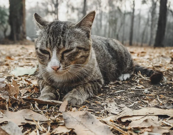 Gato Poniendo Amanecer Mirando Cámara —  Fotos de Stock