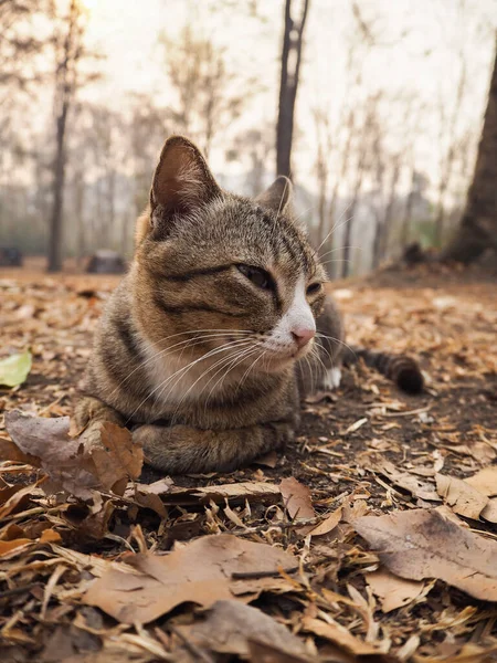 Gato Poniendo Amanecer Mirando Cámara —  Fotos de Stock