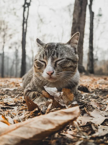 Gato Que Estabelece Amanhecer Olhando Para Câmera — Fotografia de Stock