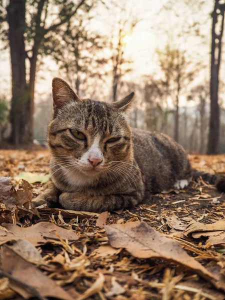 Кошка Лежит Смотрит Камеру — стоковое фото